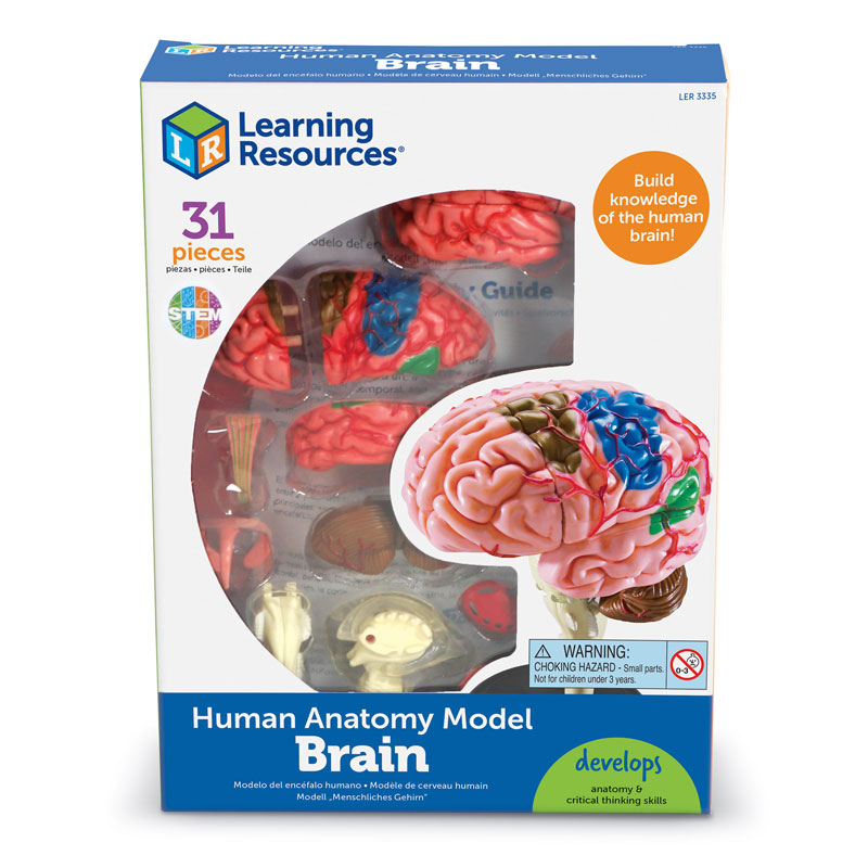 Brain Model - by Learning Resources LER3335 | Primary ICT