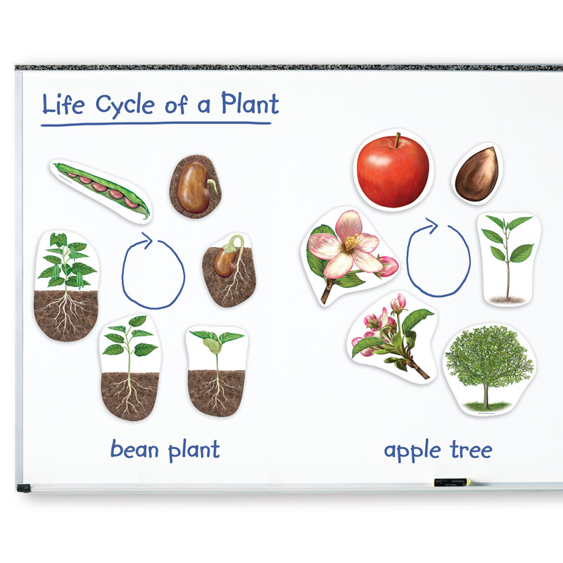 Giant Magnetic Plant Life Cycle Demonstration Set - by Learning